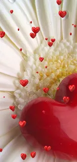 Red heart on a white daisy with water droplets, romantic wallpaper.