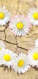 Heart-shaped daisy arrangement on wood texture background.