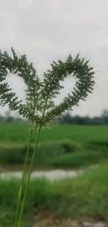 Heart-shaped grass in a beautiful green field, perfect for nature lovers.