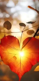 Heart-shaped red leaf glowing in sunlight on a tree.