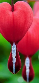 Vibrant red heart-shaped bleeding hearts on a green background.