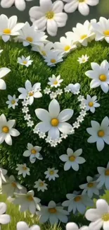 Heart-shaped arrangement of daisies on a green background.