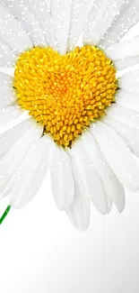 White daisy with a yellow heart-shaped center on a mobile wallpaper.