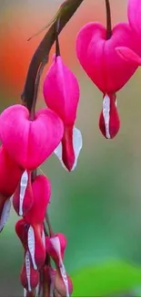 Heart-shaped pink flowers with blurred green background.