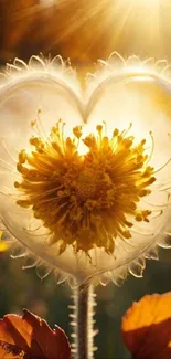 Heart-shaped flower illuminated by golden sunlight.
