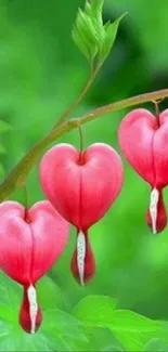 Heart-shaped pink flowers on vibrant green leaves.