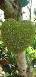 Heart-shaped green fruit hanging on a tree.