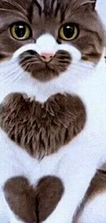 Cute cat with heart-shaped fur on chest.