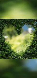 Heart-shaped foliage in lush green tones.