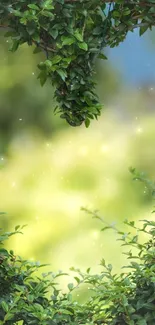 Heart-shaped cutout in a lush green hedge with a blurred background.