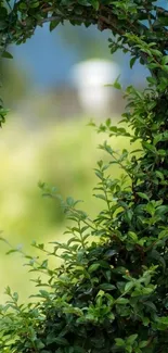 Heart-shaped opening in lush green foliage, nature wallpaper.