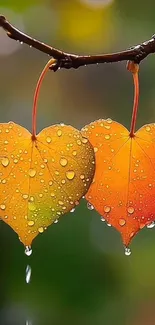 Heart-shaped autumn leaves with raindrops on a branch.