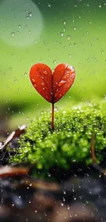 Heart-shaped leaf with raindrops on moss.