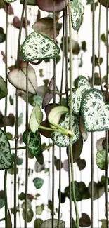 Heart-shaped green leaves on vine wallpaper