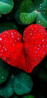 Heart-shaped red leaf with dew on clovers.