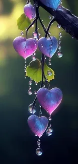 Enchanting heart-shaped leaves with dewdrops on a dark background.