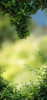 Heart-shaped cutout in lush green leaves with a blurred nature background.