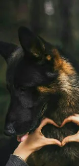 German Shepherd with hands forming a heart against a dark, natural background.