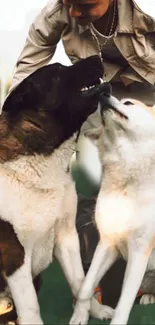 Two affectionate Akita dogs enjoying a serene moment outdoors.