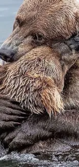 Bears lovingly embracing in water.