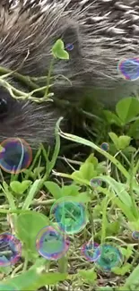 Hedgehog among green grass with colorful bubbles