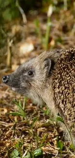 A hedgehog in lush green surroundings of a forest landscape.