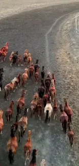 A herd of brown horses running freely through vast open land.