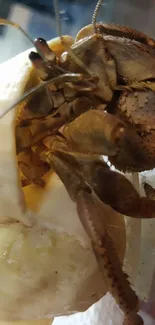 Close-up view of hermit crab inside a beige shell.