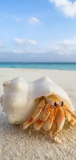 Hermit crab in a seashell on a sandy beach with blue sky background.