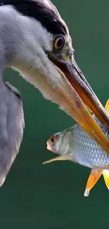 Close-up of a heron catching a fish, showcasing nature's hunt.