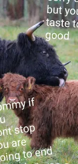 Black Highland cow licking its calf in a meadow.