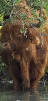 A brown highland cow in shallow water under a lush green tree.