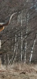 Highland cow in a peaceful forest setting, brown hues.