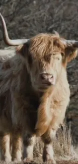 Highland cow standing in natural setting, showcasing large horns and fluffy fur.