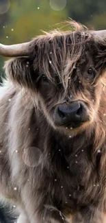 Highland cow in a grassy field with forest background.