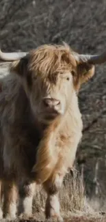 Highland cow standing in a rustic natural landscape.