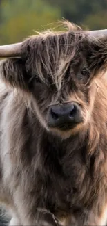 A serene Highland cow with long horns and shaggy fur.