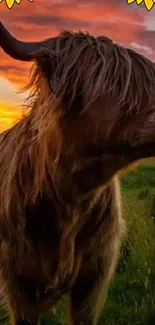 Highland cow with sunset and sunflowers wallpaper.