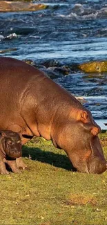 Hippos by the river, serene nature scene.