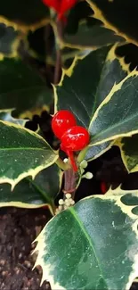 Holly leaves with red berries in decorative arrangement.