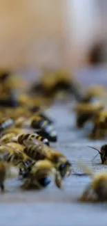 Close-up of honey bees on a wooden surface.