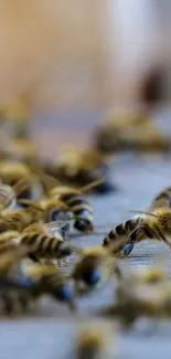 Close-up of honey bees on weathered wooden surface.