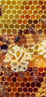 Close-up of vibrant honeybee hive showing bees and honeycomb.