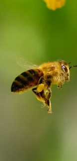 Close-up of a honeybee in flight with a blurred green background.