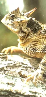 Horned lizard resting on a tree branch with sunlight.