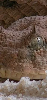 Close-up of a horned snake with detailed skin texture.