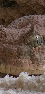 Close-up image of a horned viper with visible scales and piercing eyes.