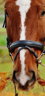 Horse wearing bridle with autumn leaves in background.