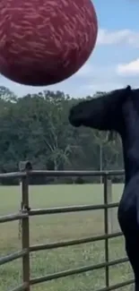 Black horse gazing at a giant red ball in a countryside field.