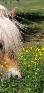 Horse grazing in a field of yellow flowers.